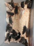 ratjes en muizen voederdieren, Dieren en Toebehoren, Reptielen en Amfibieën, Slang, 0 tot 2 jaar