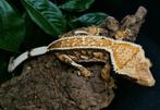 Tricolor het empty back 0.1, Dieren en Toebehoren, Overige soorten, 0 tot 2 jaar