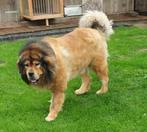 Grote Tibetan Mastiff, Dieren en Toebehoren, Honden | Bulldogs, Pinschers en Molossers, 6 jaar of ouder, Particulier, CDV (hondenziekte)
