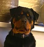 Gezocht rottweiler teef, Dieren en Toebehoren, Honden | Bulldogs, Pinschers en Molossers, 1 tot 2 jaar, Teef, Eén hond, Rottweiler