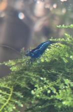 Garnalen, Kreeft, Krab of Garnaal