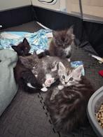 Nog twee prachtige Main Coon poesjes, Dieren en Toebehoren, Katten en Kittens | Raskatten | Langhaar, Poes, Gechipt