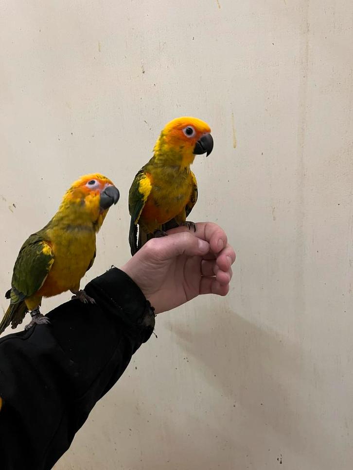 Jonge tamme zonparkieten, Dieren en Toebehoren, Vogels | Parkieten en Papegaaien, Parkiet, Meerdere dieren, Tam, Geringd