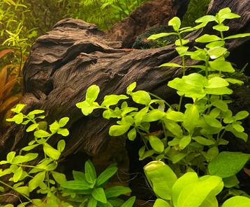 Bacopa australis beschikbaar voor biedingen