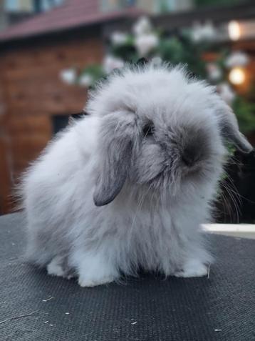 Teddywidder dwerghangoor baby konijn beschikbaar voor biedingen