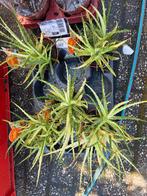 Kamerplanten uitverkoop, Huis en Inrichting, Kamerplanten, Ophalen of Verzenden, Cactus, In pot, Minder dan 100 cm