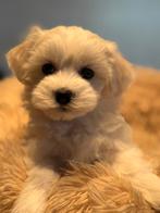 Super knap mini Maltipoo pups ! Geschikt bij allergie, Poedel, Nederland, CDV (hondenziekte), 8 tot 15 weken