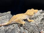 Correlophus ciliatus - Wimpergekko, Dieren en Toebehoren, Hagedis