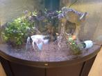 Aquarium, Ophalen, Zo goed als nieuw, Gevuld zoetwateraquarium