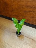 Alocasia nycteris "Bat wing" plantje/stekje, Ophalen of Verzenden, Halfschaduw, Minder dan 100 cm