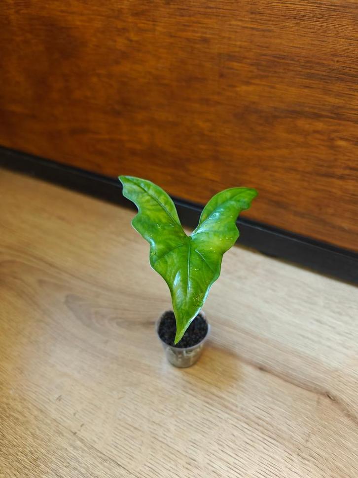 Alocasia nycteris "Bat wing" plantje/stekje, Huis en Inrichting, Kamerplanten, Minder dan 100 cm, Halfschaduw, Ophalen of Verzenden