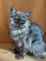 Perzische kat (poes,1 jaar,), Dieren en Toebehoren, Katten en Kittens | Raskatten | Langhaar, Poes, Ontwormd, 0 tot 2 jaar