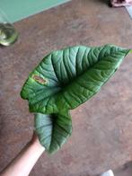 Alocasia Platinum stekje #2, Overige soorten, Minder dan 100 cm, Groene kamerplant, Halfschaduw