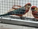 Te koop Stanley rosella man wildkleur, Dieren en Toebehoren, Vogels | Parkieten en Papegaaien, Mannelijk, Parkiet, Geringd