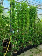 Toscaanse jasmijn Rhynchospermum jasminodes mooi vol knop, Tuin en Terras, Planten | Tuinplanten, Zomer, Vaste plant, Ophalen of Verzenden