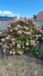 Planten en struiken gratis eruit halen, Overige soorten, 100 tot 250 cm, Zomer, Ophalen