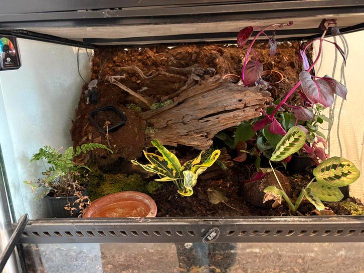 Terrarium / paludarium, Dieren en Toebehoren, Reptielen en Amfibieën | Toebehoren, Zo goed als nieuw, Terrarium of Paludarium