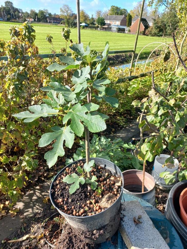 Jonge Vijgenboom te koop!, Tuin en Terras, Planten | Fruitbomen, Ophalen of Verzenden