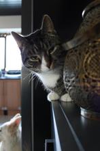 Katten ter overname, Dieren en Toebehoren