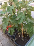 Vijgenboom, Volle zon, Bloeit niet, 100 tot 250 cm, Overige soorten