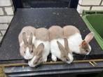Raszuivere Hollander konijnen te koop, Dieren en Toebehoren, Konijnen, Meerdere dieren, Klein, 0 tot 2 jaar