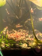 Te koop: Crystal Red Caridina garnalen (A-grade), Kreeft, Krab of Garnaal, Zoetwatervis, Schoolvis