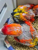 ara geelvleugel, Dieren en Toebehoren, Vogels | Parkieten en Papegaaien, Papegaai