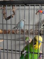 Grasparkieten met grote kooi, Meerdere dieren, Parkiet