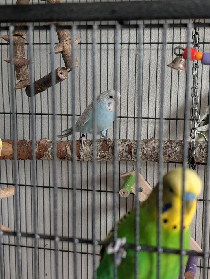 Grasparkieten met grote kooi, Dieren en Toebehoren, Vogels | Parkieten en Papegaaien, Parkiet, Meerdere dieren