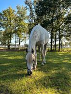 Fijne, betrouwbare ruin!, Dieren en Toebehoren, Pony's, B, Gechipt, Ruin, 3 tot 6 jaar