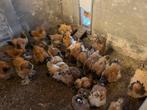Brahma Hennen Porselein en Buff Columbia 2024, Dieren en Toebehoren, Pluimvee, Vrouwelijk, Kip
