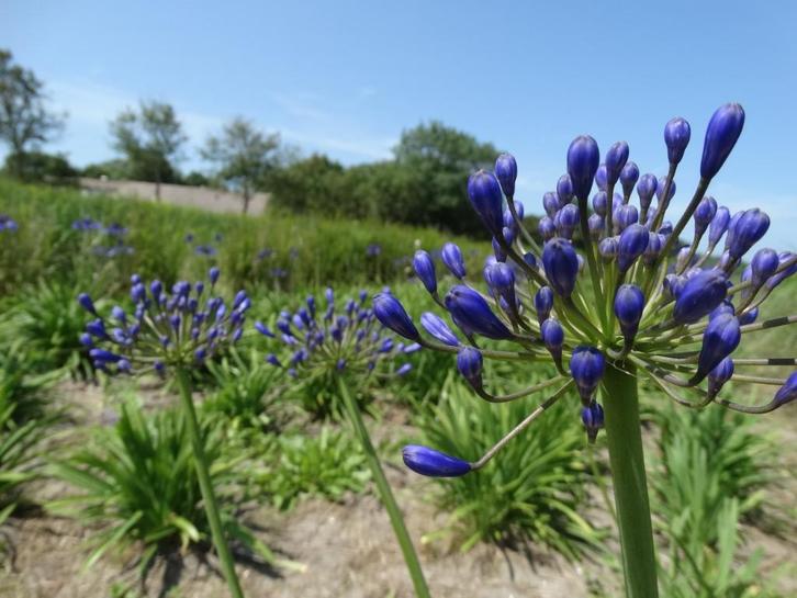agapanthussen beginnen te bloeien, Tuin en Terras, Planten | Tuinplanten, Vaste plant, Overige soorten, Ophalen