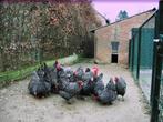 Mechelse koekoek broedeieren, Dieren en Toebehoren, Pluimvee, Geslacht onbekend, Kip