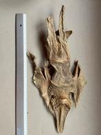 Gitaarvis - opgrzette vis, Ophalen of Verzenden, Gebruikt, Overige soorten, Beeldje of Figuurtje