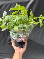 Basilicum Plantje - Verse Kruiden voor Thuis, Ophalen, Halfschaduw, In pot, Minder dan 100 cm