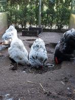 Orpington groot te koop, Dieren en Toebehoren, Pluimvee, Meerdere dieren, Kip