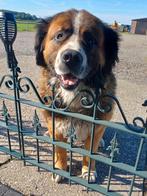 Beern'd aangeboden als dekreu, Dieren en Toebehoren, Rabiës (hondsdolheid), Reu, Eén hond, 3 tot 5 jaar