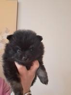 Nog een prachtige zwarte pomeriaan pup te koop!, Dieren en Toebehoren, Honden | Chihuahua's en Gezelschapshonden, 8 tot 15 weken