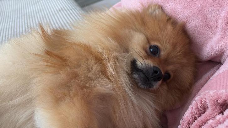 Pomeriaan reutje, Dieren en Toebehoren, Honden | Chihuahua's en Gezelschapshonden, Reu, Overige rassen, Particulier, Eén hond