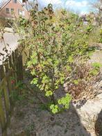 mooie grote ribes, Tuin en Terras, Ophalen, Vaste plant, Overige soorten, Halfschaduw
