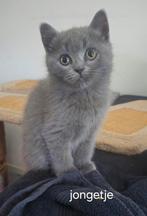 Britse korthaar kitttens. Nog 1 jongen en 1 meisje., Dieren en Toebehoren, Ontwormd