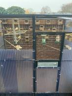 kanaries zebravinken en spitsstaartamadine voliere, Dieren en Toebehoren, Vogels | Kanaries, Geslacht onbekend, Kleurkanarie