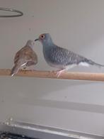 Diamantduiven rood/bruin, Mannelijk, Tropenvogel