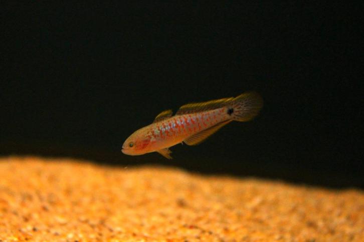 Pauwooggrondel (Tateurndina ocellicauda), Dieren en Toebehoren, Vissen | Aquariumvissen, Zoetwatervis, Vis, Schoolvis