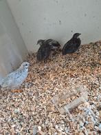 Trio chinese dwergkwartels, Meerdere dieren, Tropenvogel
