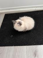Pure Ragdoll Bluepoint poes kitten, Dieren en Toebehoren, Katten en Kittens | Raskatten | Langhaar, Poes, Ontwormd, 0 tot 2 jaar