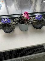 Viooltje.        Per stuk voor 1,50€, Huis en Inrichting, Kamerplanten, Ophalen of Verzenden, Overige soorten