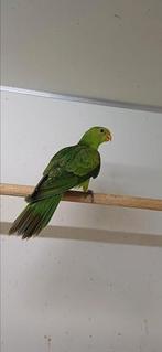 2 mooie roodvleugelparkieten, Dieren en Toebehoren, Geslacht onbekend, Parkiet