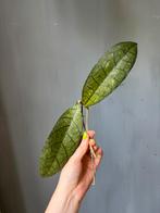 Hoya Clemensiorum Stekken, Huis en Inrichting, Ophalen of Verzenden, Overige soorten, Minder dan 100 cm