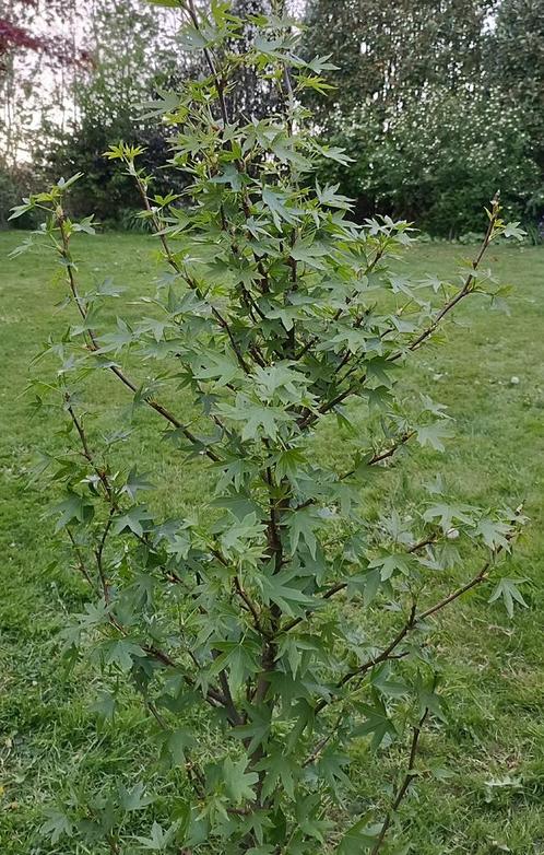 Sierboom: Amberboom, Tuin en Terras, Planten | Bomen, Overige soorten, 100 tot 250 cm, Ophalen